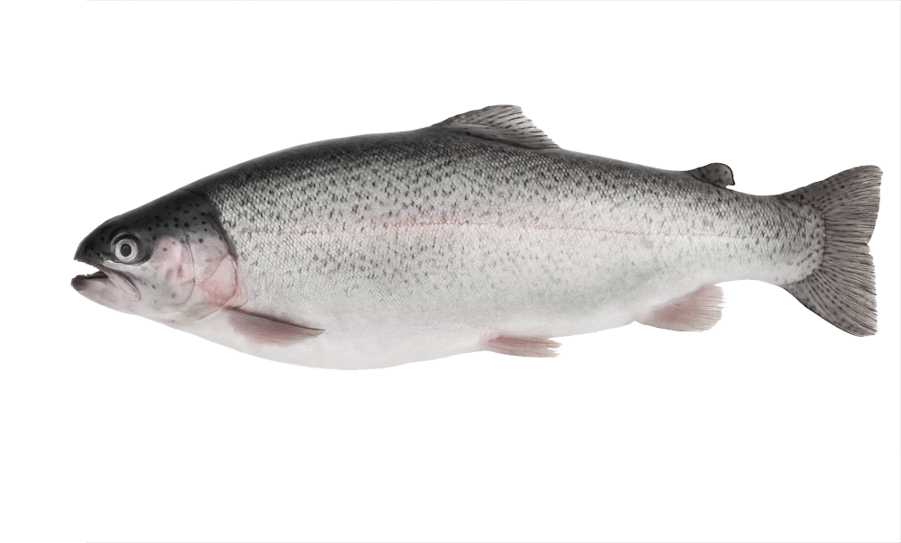 Dondurulmuş Karadeniz Somonu